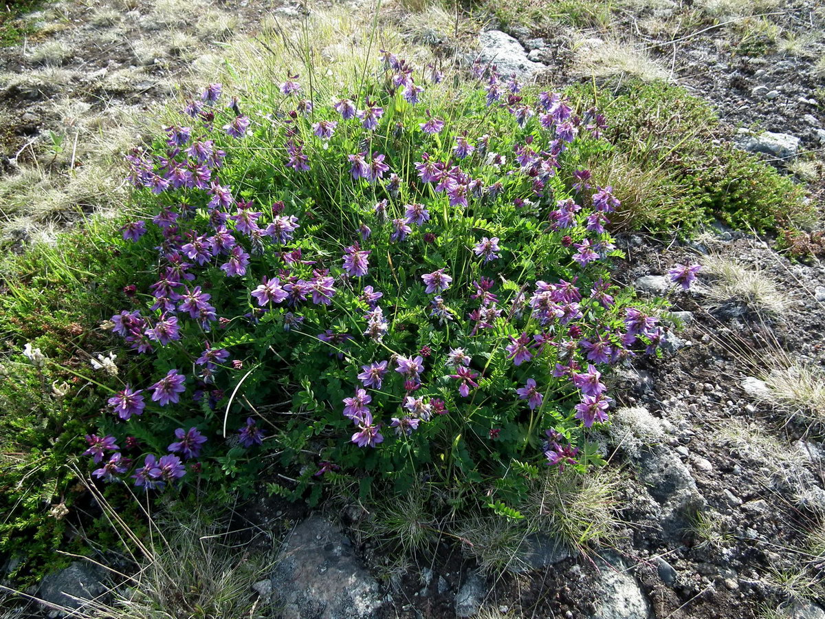 Image of Astragalus subpolaris specimen.