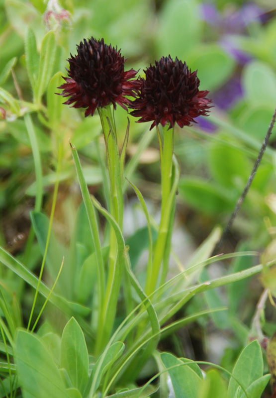 Изображение особи Gymnadenia nigra.