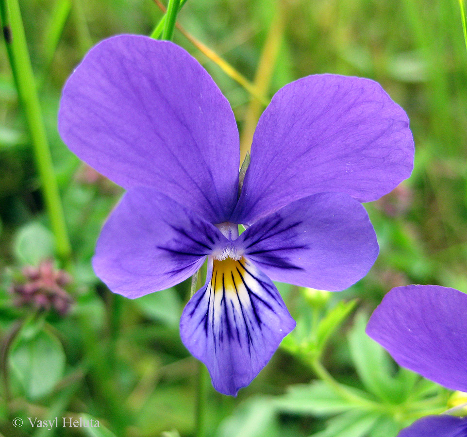 Image of Viola declinata specimen.