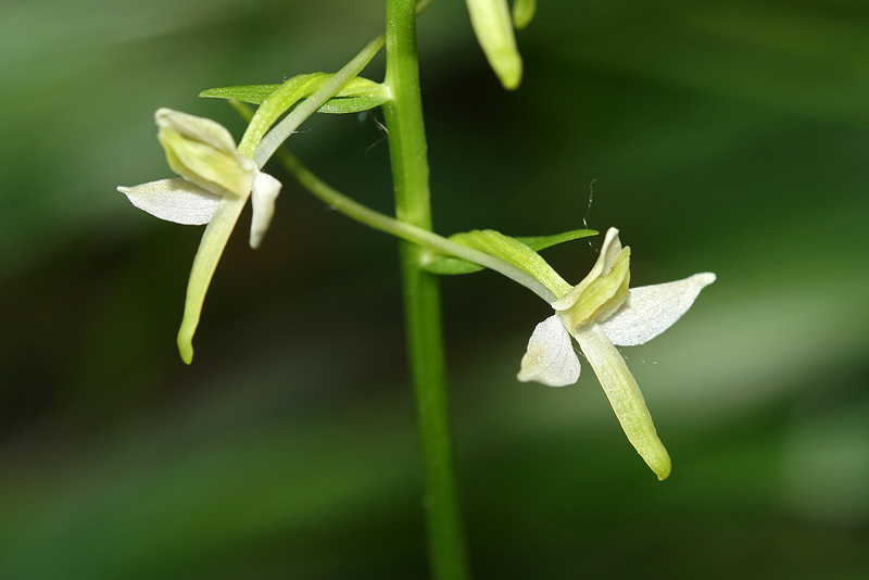 Image of Platanthera bifolia specimen.