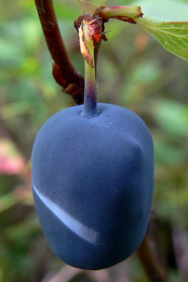 Image of Vaccinium uliginosum specimen.