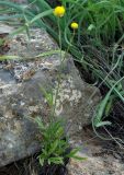 Ranunculus linearilobus