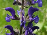 Смотреть изображение Salvia nemorosa