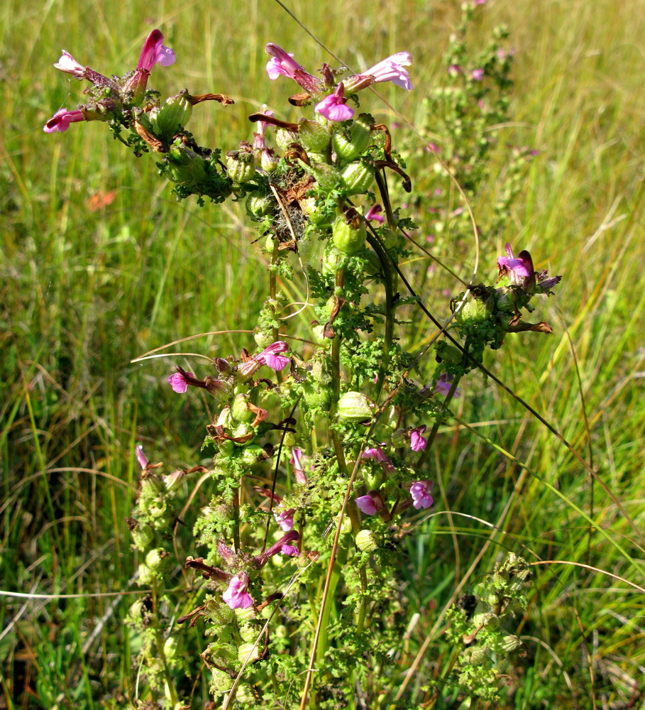 Изображение особи Pedicularis karoi.