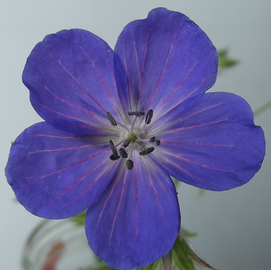 Image of Geranium himalayense specimen.