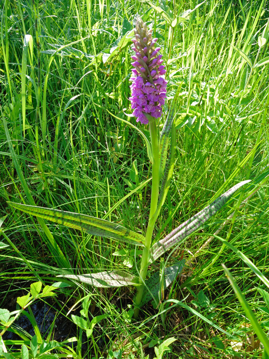 Image of Dactylorhiza baltica specimen.