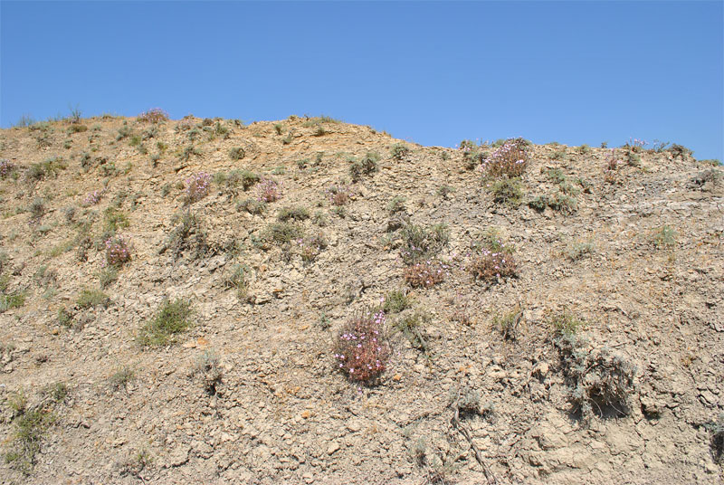 Image of Acantholimon lepturoides specimen.