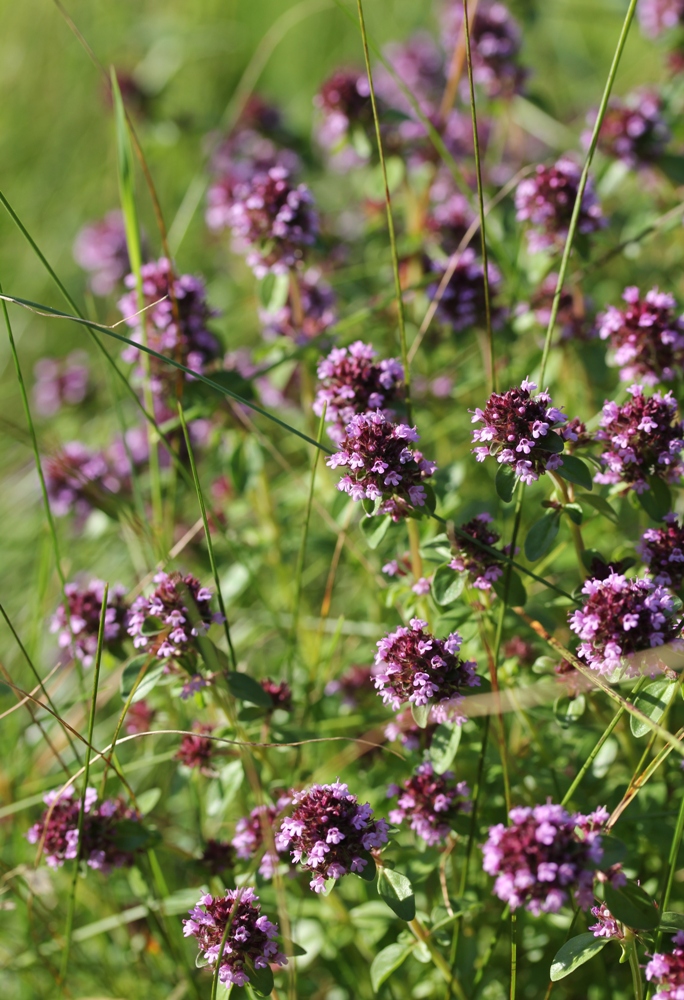 Image of Thymus pulegioides specimen.