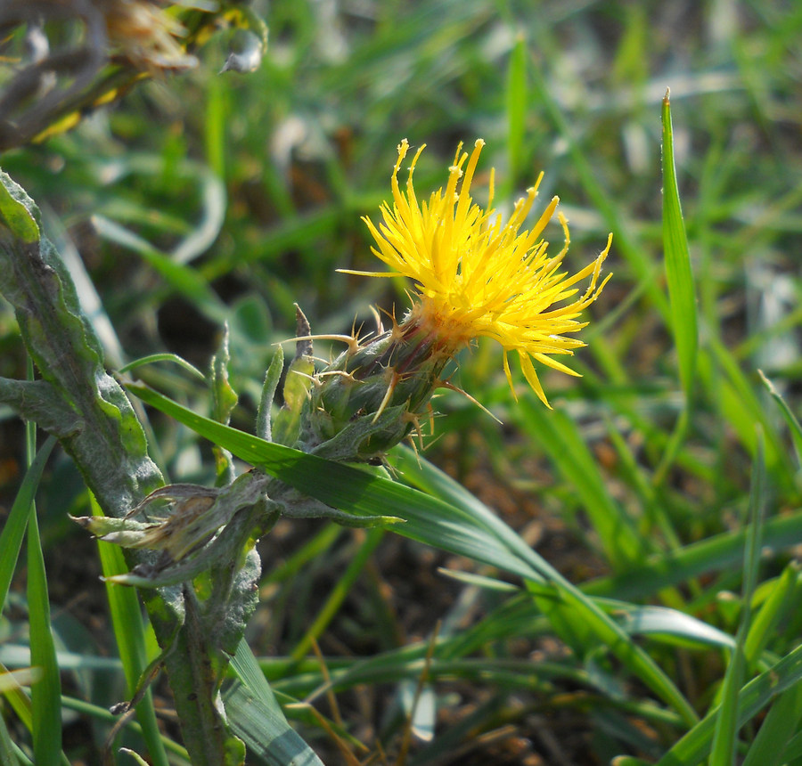 Изображение особи Centaurea solstitialis.