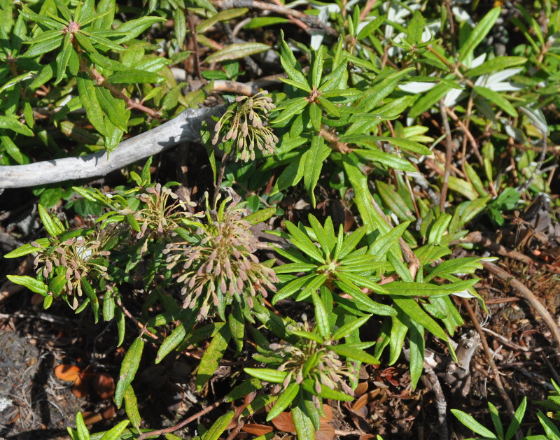 Image of Ledum hypoleucum specimen.