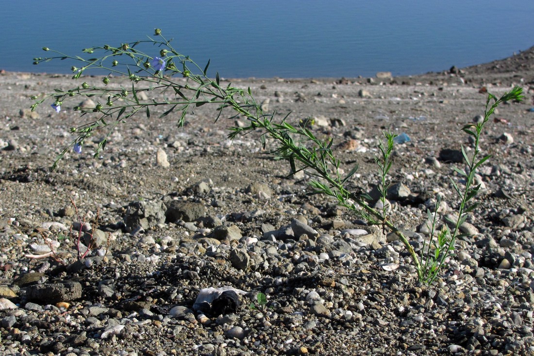 Image of Linum usitatissimum specimen.