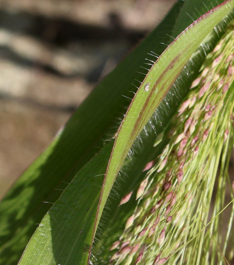 Image of Panicum virgatum specimen.