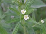 Lithospermum officinale. Верхушка цветущего побега. Украина, г. Запорожье, балка между Космическим мкрн. и Опытной станцией. 04.06.2011.