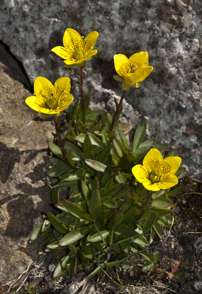 Image of Saxifraga hirculus specimen.