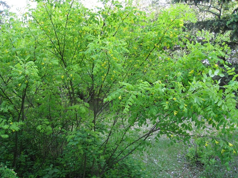 Image of Caragana arborescens specimen.