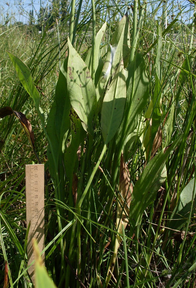 Image of Alisma lanceolatum specimen.