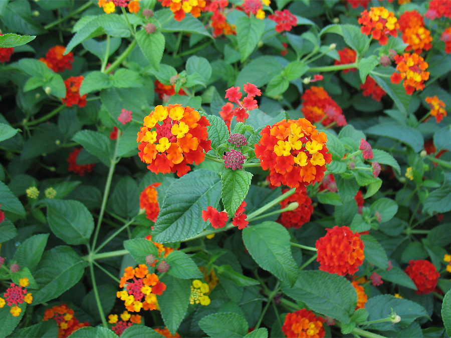 Изображение особи Lantana camara.