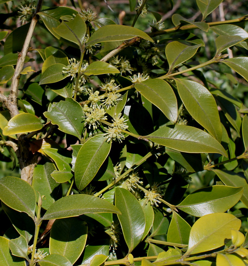 Image of Buxus henryi specimen.