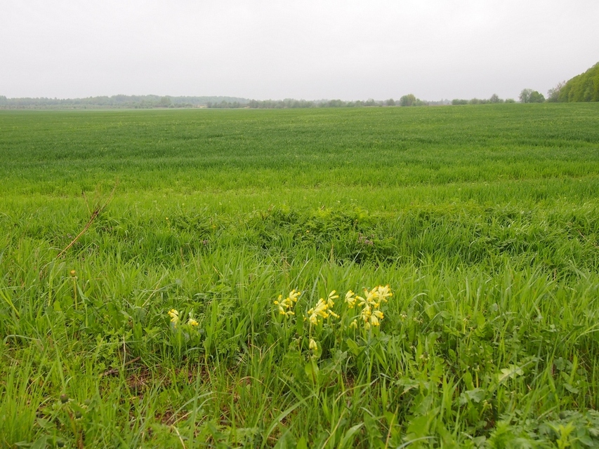 Image of Primula veris specimen.