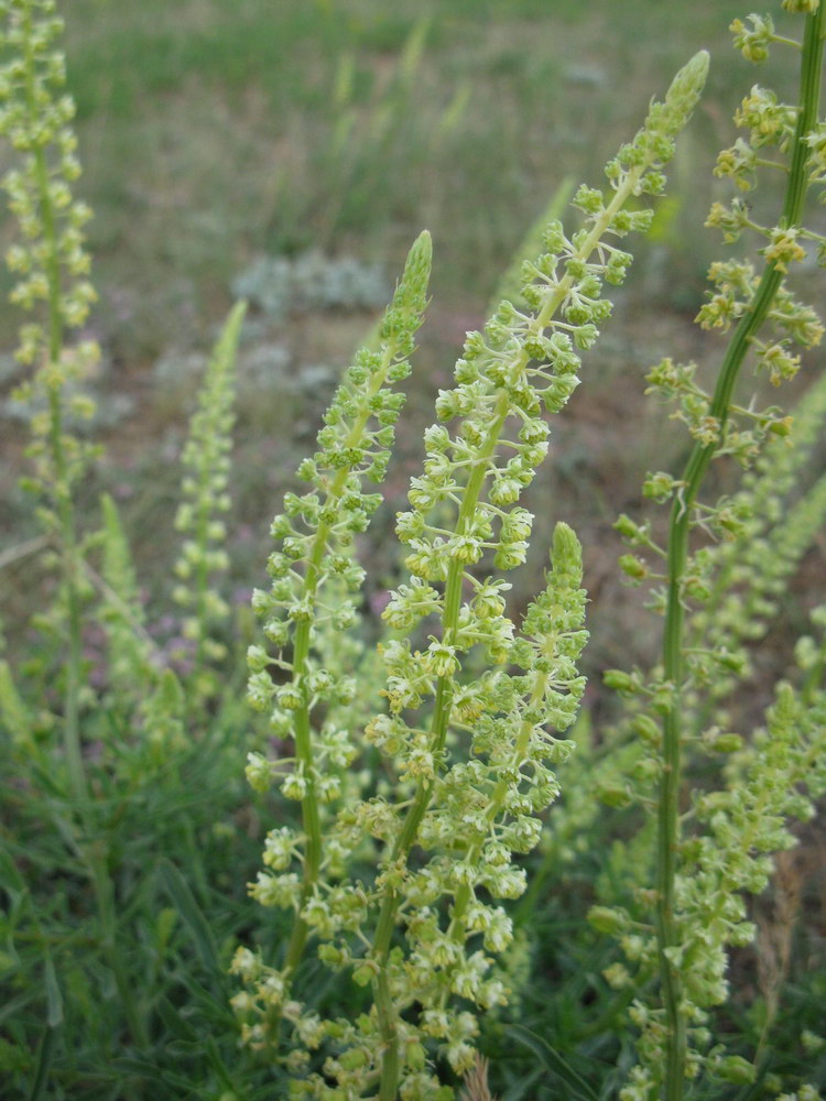Image of Reseda lutea specimen.