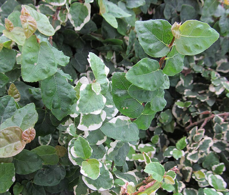 Image of Ficus pumila specimen.