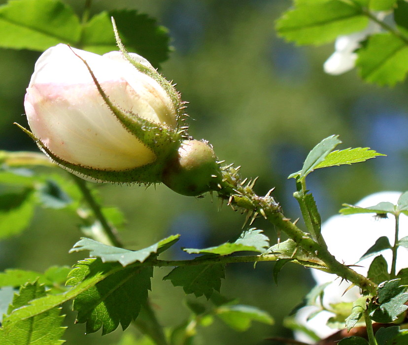 Image of Rosa hemisphaerica specimen.