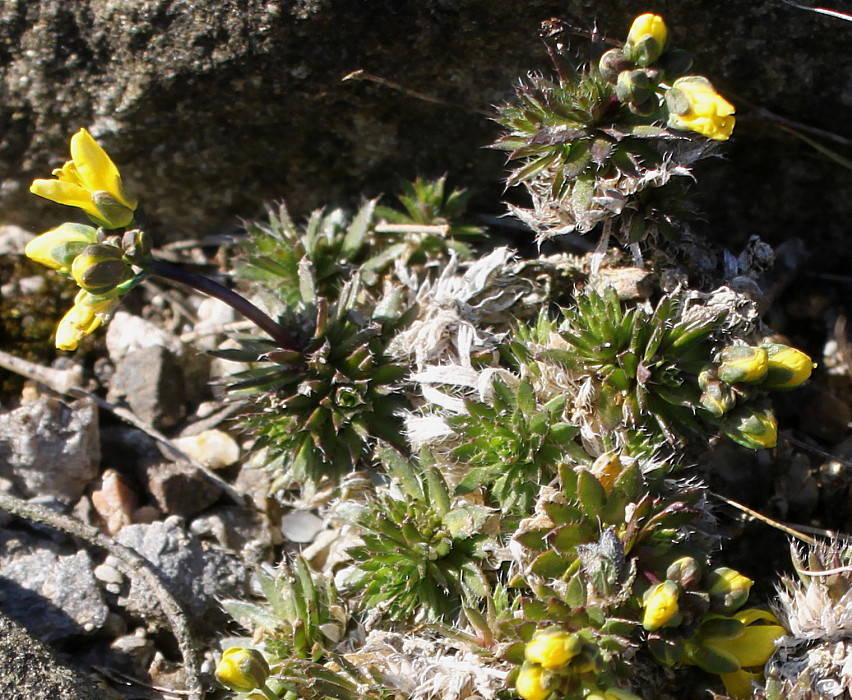 Image of Draba aizoides specimen.