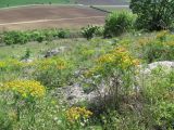 Euphorbia cyparissias