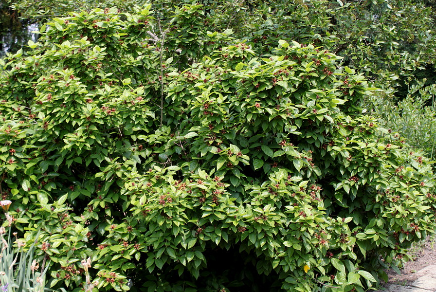 Image of genus Calycanthus specimen.