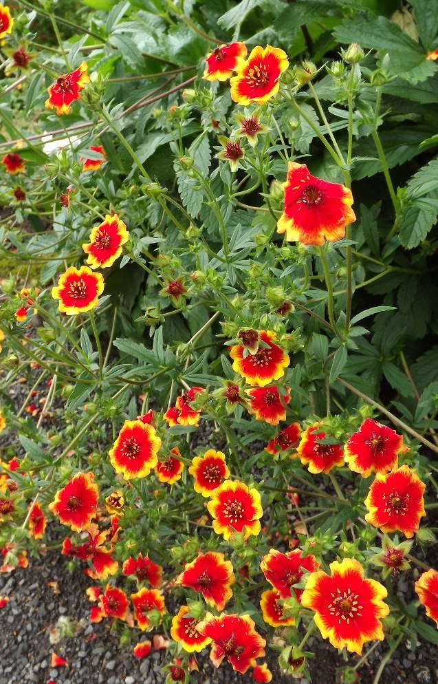 Image of genus Potentilla specimen.