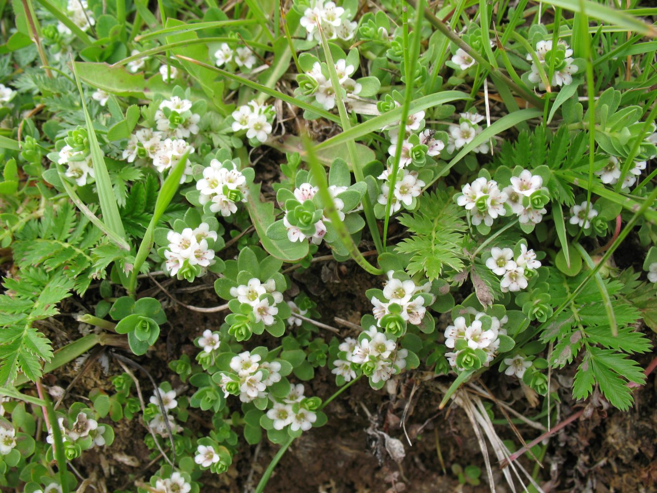 Image of Glaux maritima specimen.