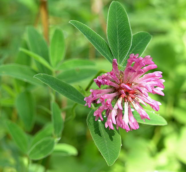 Image of Trifolium medium specimen.