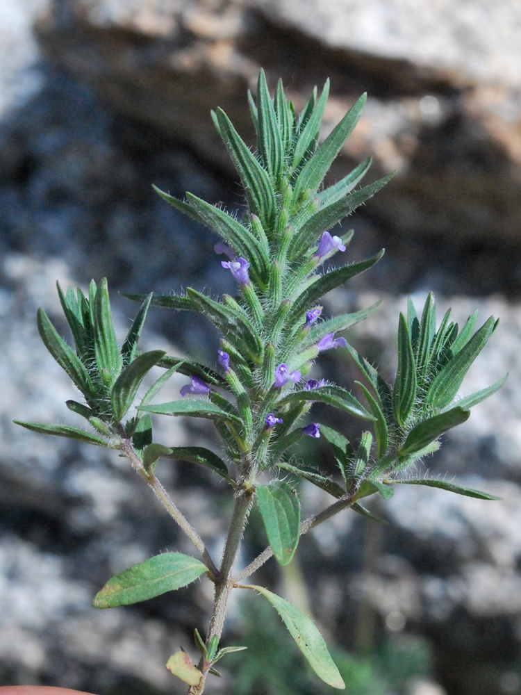 Image of Ziziphora tenuior specimen.