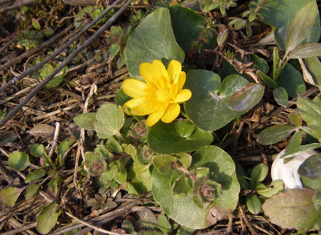 Image of Ficaria stepporum specimen.