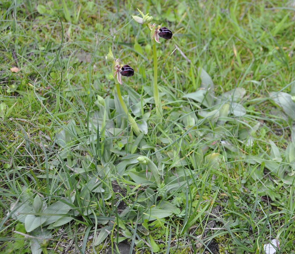 Изображение особи Ophrys mammosa.