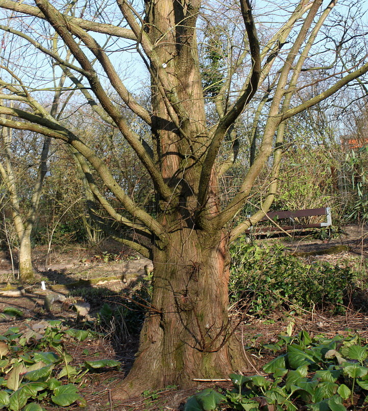 Image of Metasequoia glyptostroboides specimen.