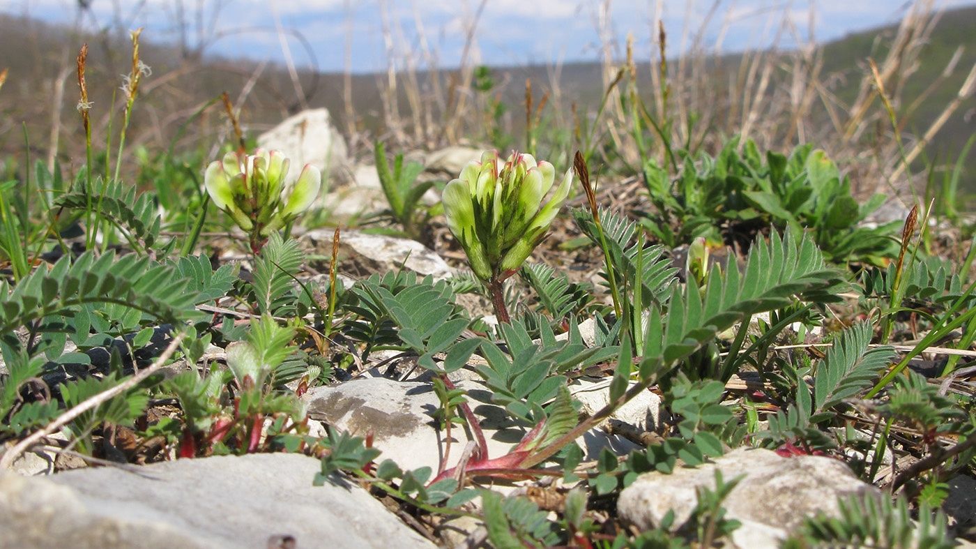 Image of Astragalus resupinatus specimen.