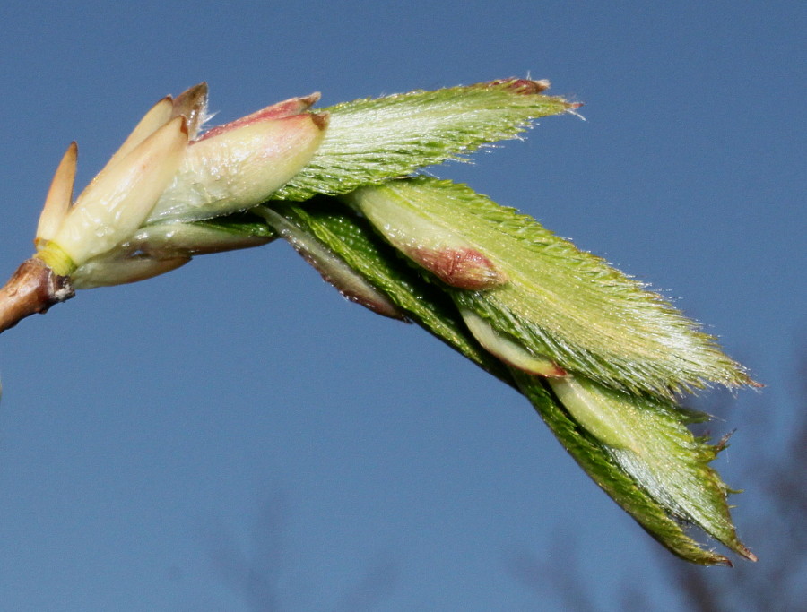 Изображение особи Carpinus cordata.