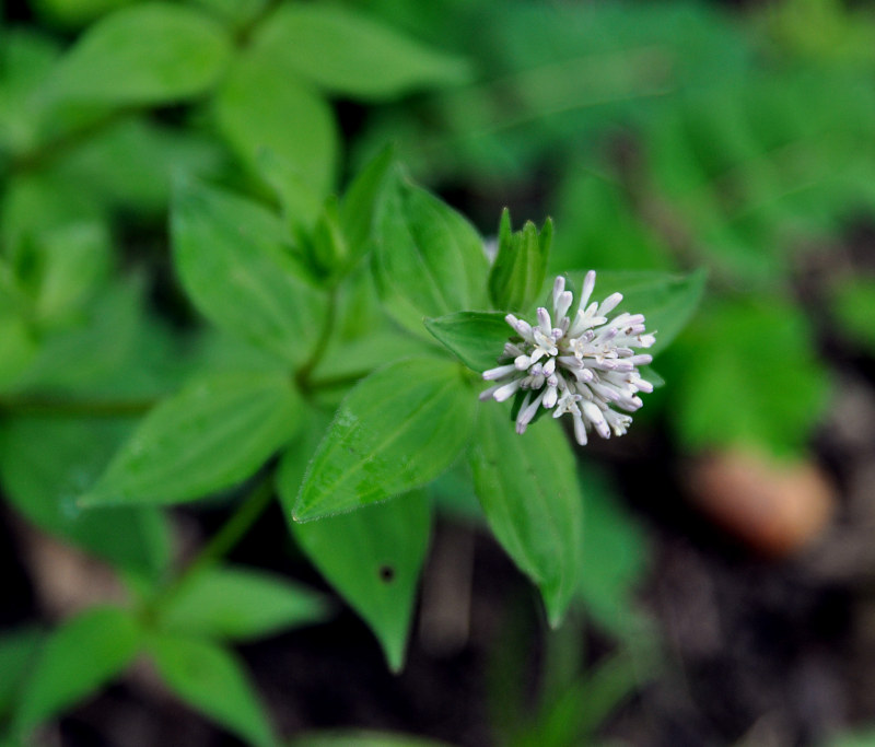 Изображение особи Asperula caucasica.