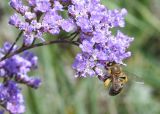 Limonium gmelinii. Часть соцветия с фуражирующей медоносной пчелой (Apis mellifera L.). Восточный Казахстан, Уланский р-н, окр. с. Украинка, луг. 04.07.2011.