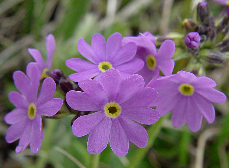 Image of Primula algida specimen.