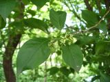 Euonymus europaeus