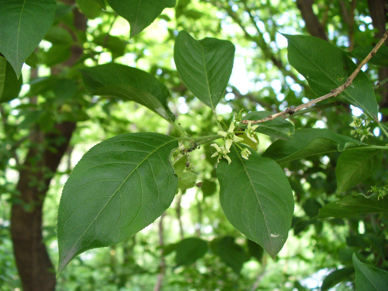 Image of Euonymus europaeus specimen.