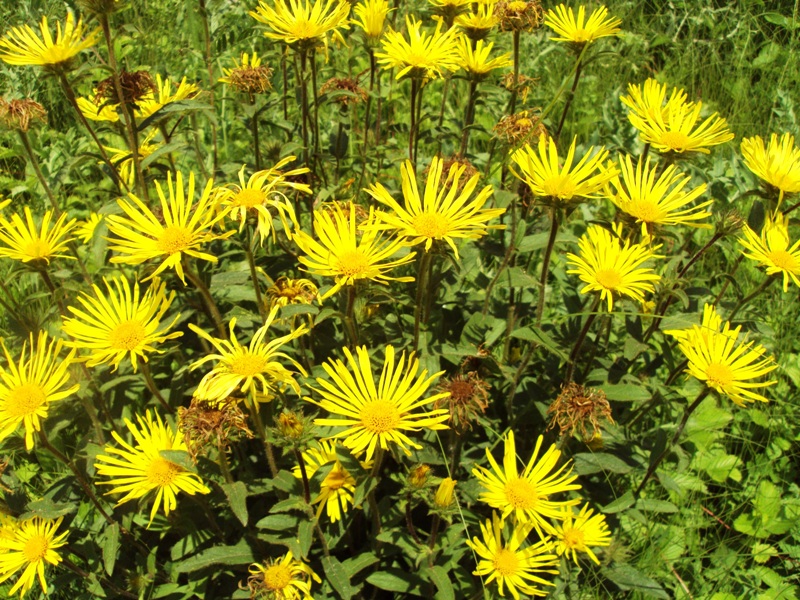 Image of Inula hirta specimen.