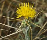 Centaurea solstitialis