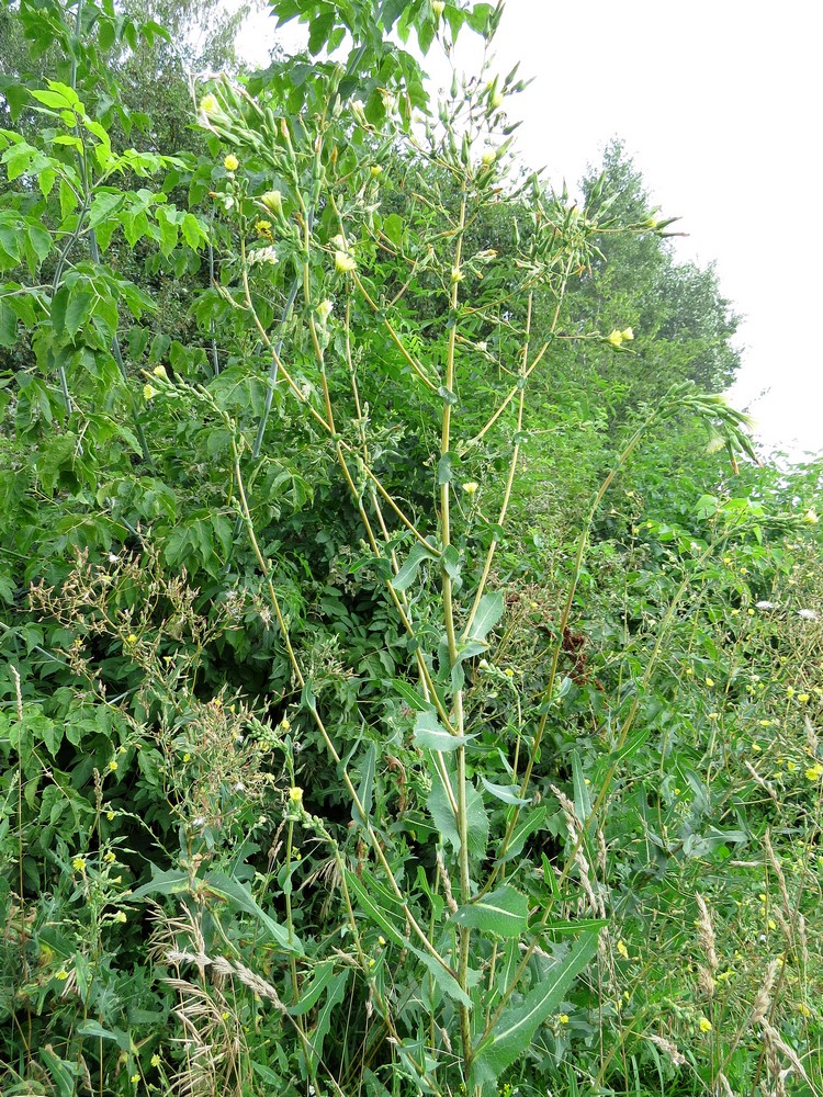 Image of Lactuca serriola specimen.