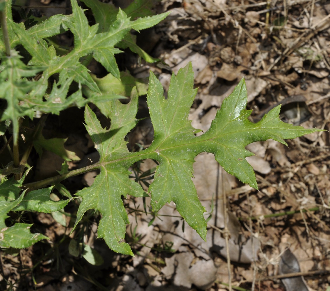 Image of Echinops bannaticus specimen.