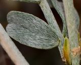 Astragalus amalecitanus