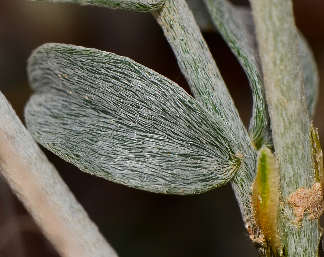 Image of Astragalus amalecitanus specimen.