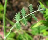 Pimpinella nigra. Часть стебля с листом. Республика Татарстан, г. Бавлы. 26.07.2009.